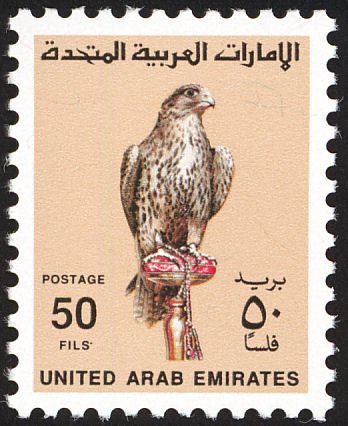 Saker Falcon (Falco cherrug)