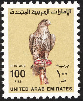 Saker Falcon (Falco cherrug)