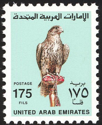 Saker Falcon (Falco cherrug)
