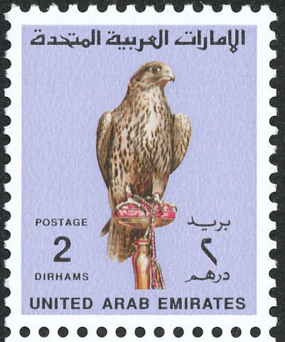 Saker Falcon (Falco cherrug)