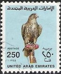Saker Falcon (Falco cherrug)