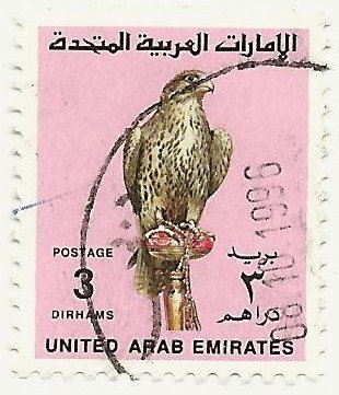 Saker Falcon (Falco cherrug)