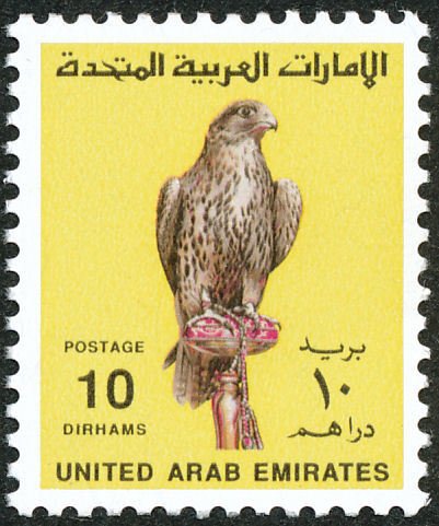 Saker Falcon (Falco cherrug)