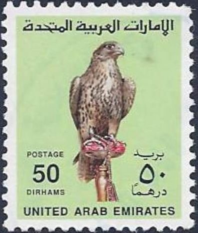 Saker Falcon (Falco cherrug)