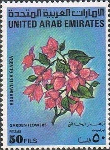 Bougainvillea glabra