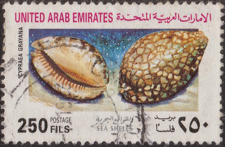 Gray's Arabica Cowry (Cypraea grayana)