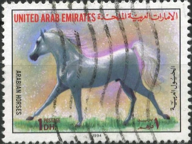 Horse (Equus ferus caballus)
