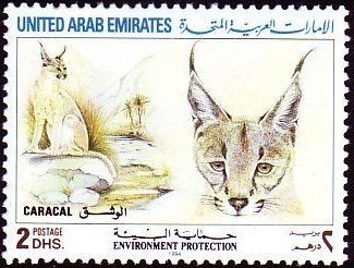 Carakal (Caracal caracal)