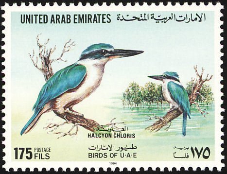 Red Sea Collared Kingfisher (Halcyon chloris abyssinica)