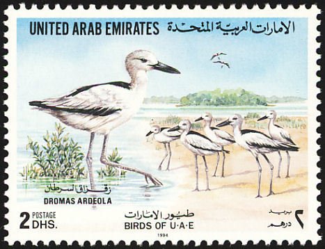 Crab-plover (Dromas ardeola)