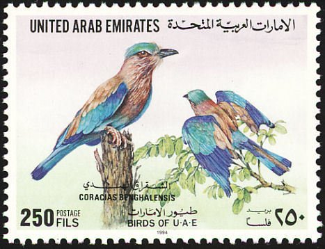 Indian Roller (Coracias benghalensis)