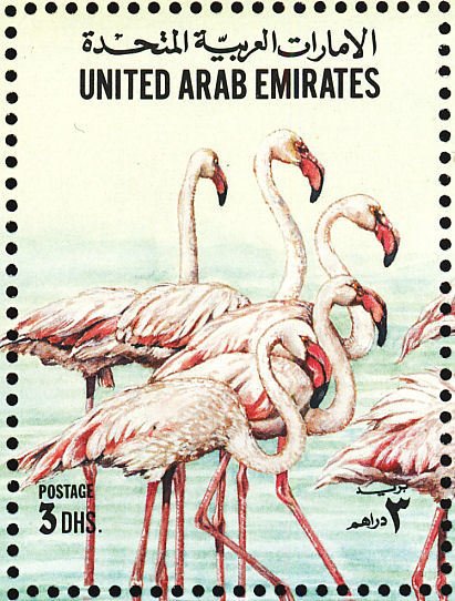 American Flamingo (Phoenicopterus ruber)