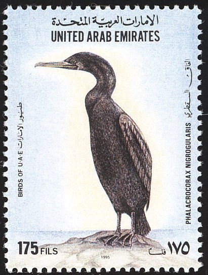 Socotra Cormorant (Phalacrocorax nigrogularis) 