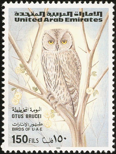 Pallid Scops-owl (Otus brucei)