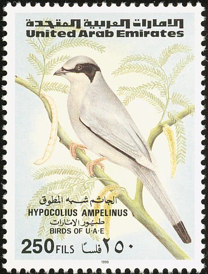Grey Hypocolius (Hypocolius ampelinus)