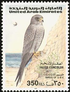 Stamp, Sooty Falcon (Falco concolor) , United Arab Emirates,  , Birds, Birds of Prey, Animals (Fauna), Falcons
