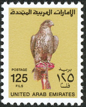 Saker Falcon (Falco cherrug)