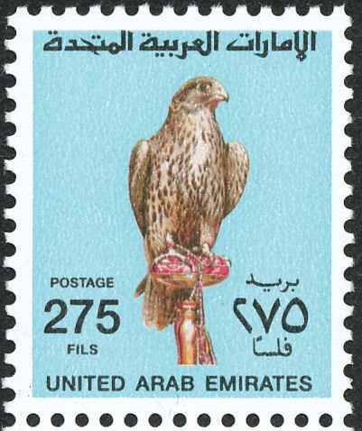 Saker Falcon (Falco cherrug)
