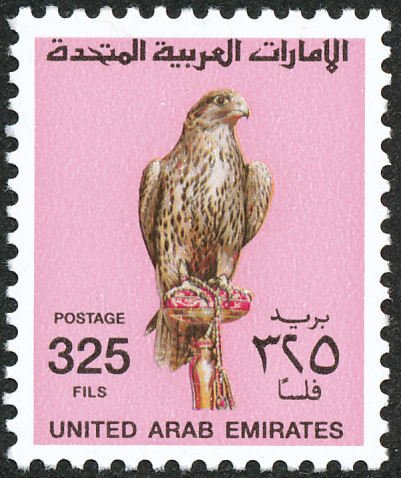 Saker Falcon (Falco cherrug)