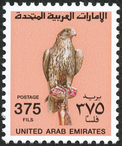 Saker Falcon (Falco cherrug)