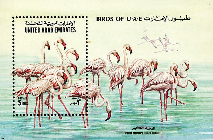Phoenicopterus ruber