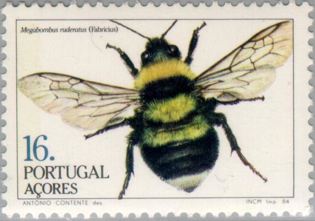 Large Garden Bumblebee (Megabombus ruderatus) 