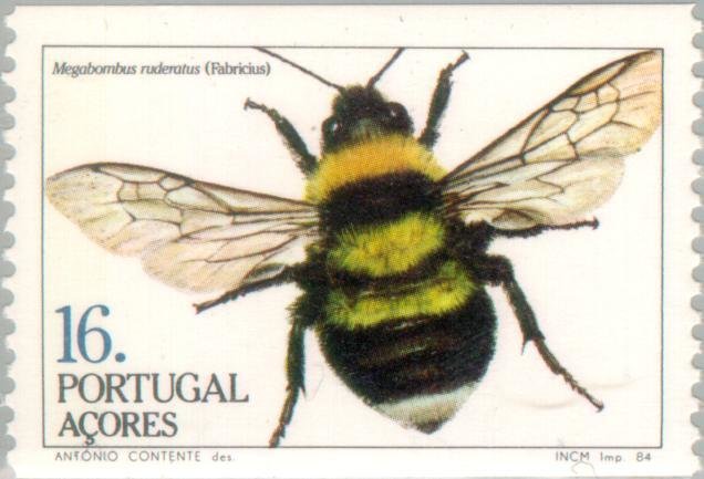 Large Garden Bumblebee (Megabombus ruderatus) 