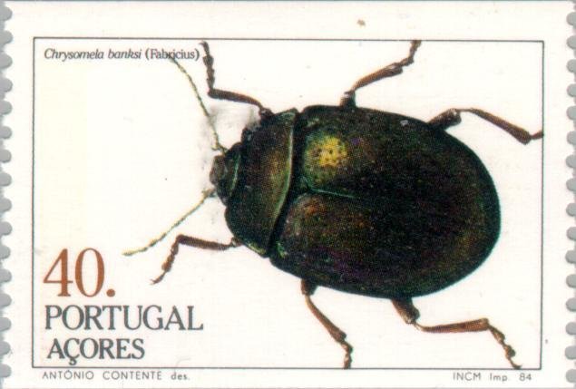 (Chrysomela banksi)