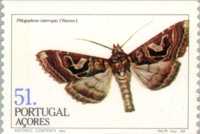 (Phlogophora interrupta)