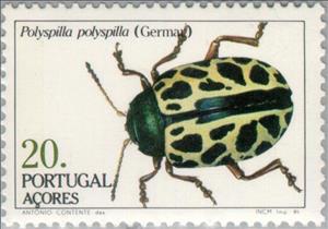 Stamp, Leaf Beetle (Polyspilla polyspilla) , Azores,  , Insects, Beetles, Animals (Fauna)