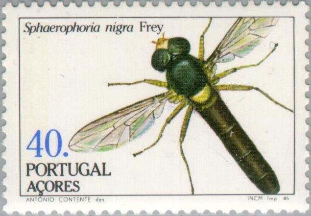 (Sphaerophoria nigra)