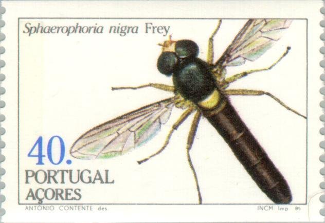 (Sphaerophoria nigra)