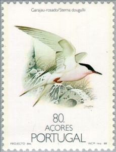 Stamp, Roseate Tern (Sterna dougallii), Azores,  , Birds, Animals (Fauna)