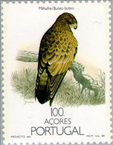 Stamp, Common Buzzard (Buteo buteo), Azores,  , Birds, Birds of Prey, Animals (Fauna)