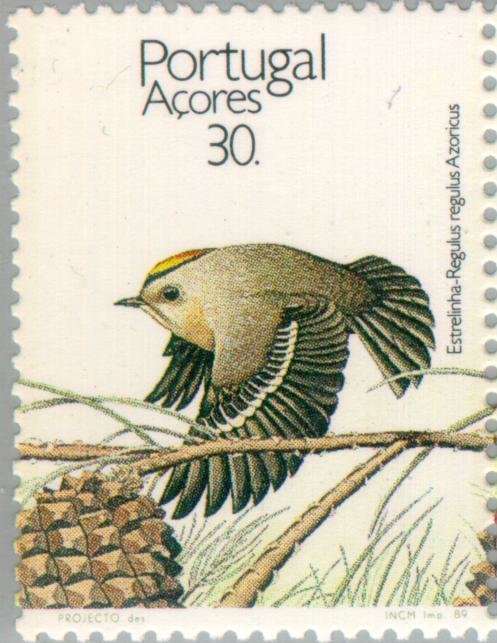 Sao Miguel Goldcrest (Regulus regulus azoricus) 