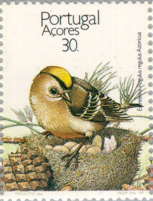Sao Miguel Goldcrest (Regulus regulus azoricus) 