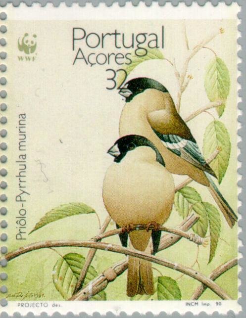 Azores Bullfinch (Pyrrhula murina)