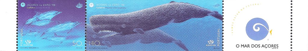Atlantic Spotted Dolphin and Sperm Whale