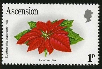 Poinsettia