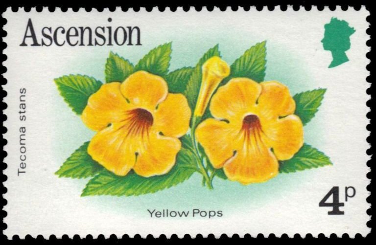 Yellow Pops