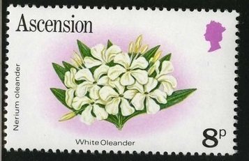 White Orleander