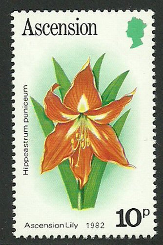 Ascension Lily