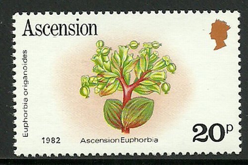 Ascension Euphorbia