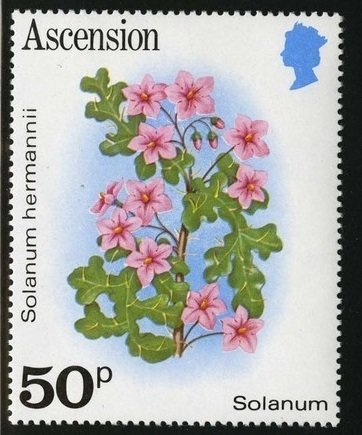 Solanum