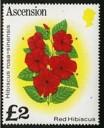 Red Hibiscus