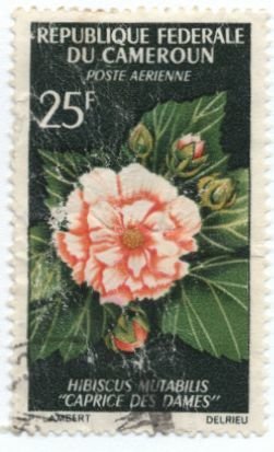 Stamp, Hibiscus mutabilis, Cameroun,  , Flowers, Plants (Flora)