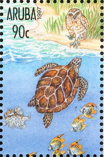 Burrowing Owl (Speotyto cunicularia), Porcupine Fish