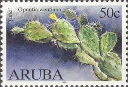 Opuntia wentiana