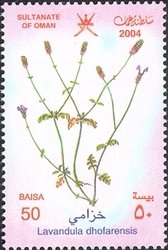 Stamp, Lavendula dhofarensis, Oman,  , Flowers