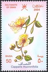 Stamp, Capparis mucronifolia, Oman,  , Flowers
